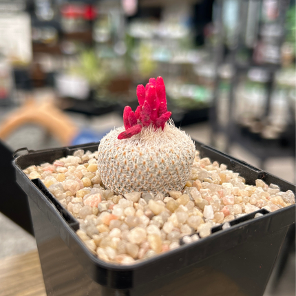 Epithelantha micromeris L 737 Cinco de Mayo