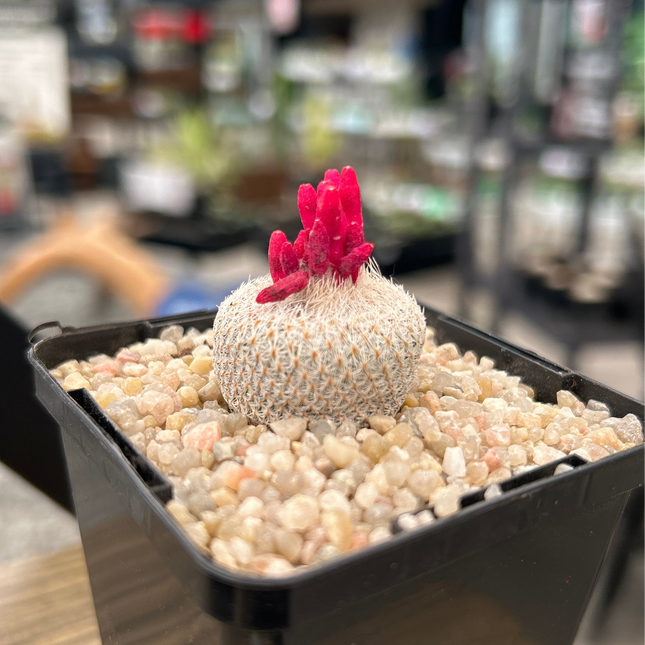 Epithelantha micromeris L 737 Cinco de Mayo