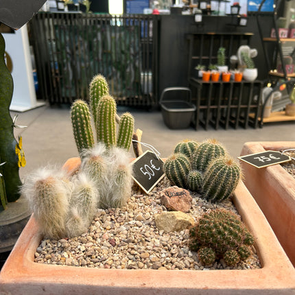 Cactus Composition #1 (In-Store Pickup)