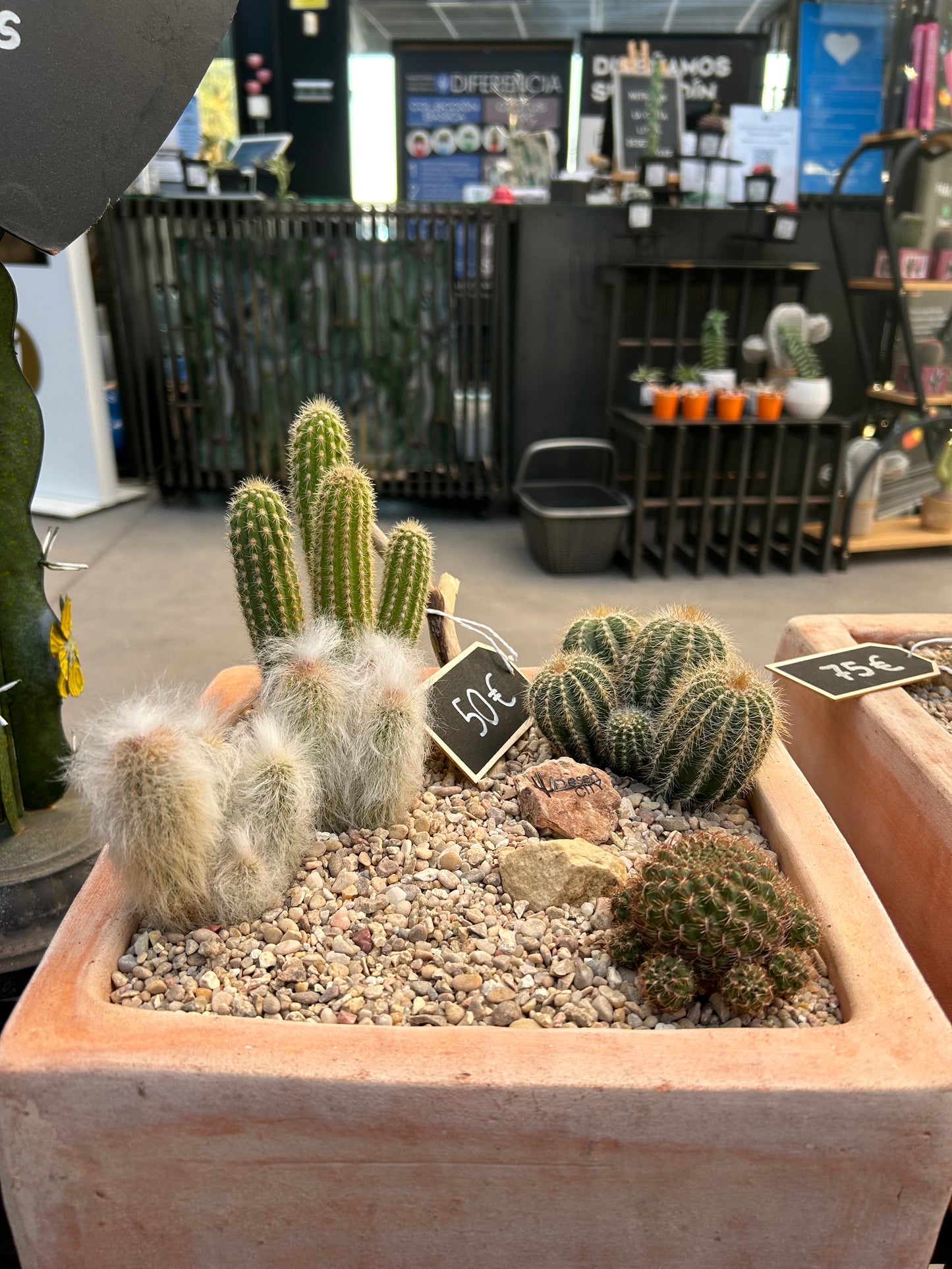 Cactus composition #1