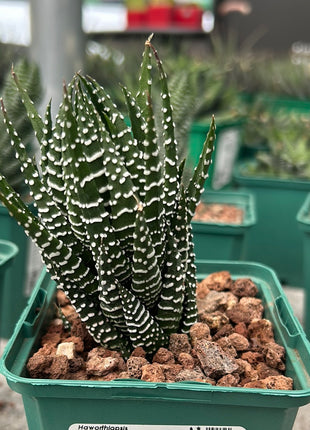 Haworthiopsis reinwardtii var. tenuis
