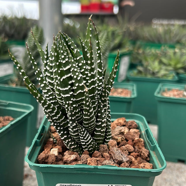 Haworthiopsis reinwardtii var. tenuis