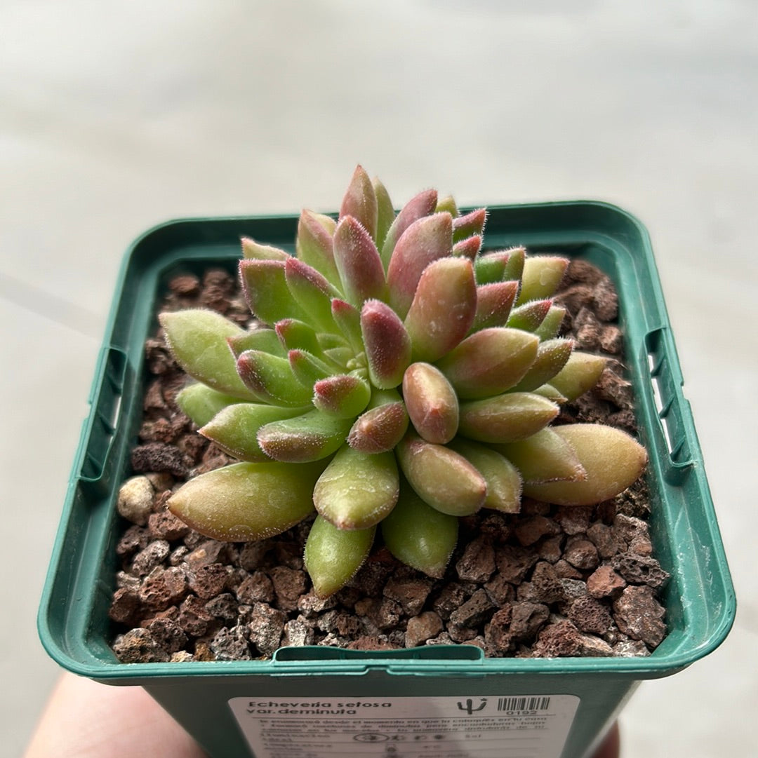 Echeveria setosa var. deminuted