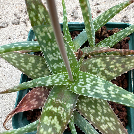 Aloe subacutissima subsp. ruffingiana | Aloe malgache de Ruffing