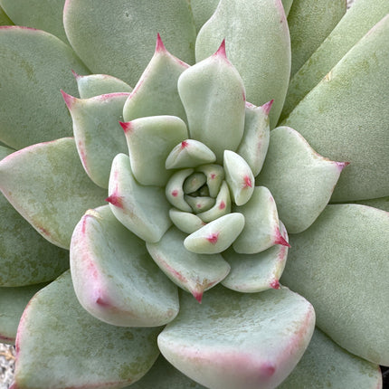 Echeveria 'Anita’ )