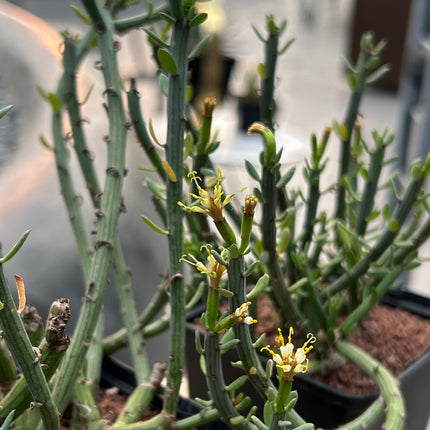 Senecio longiflorus