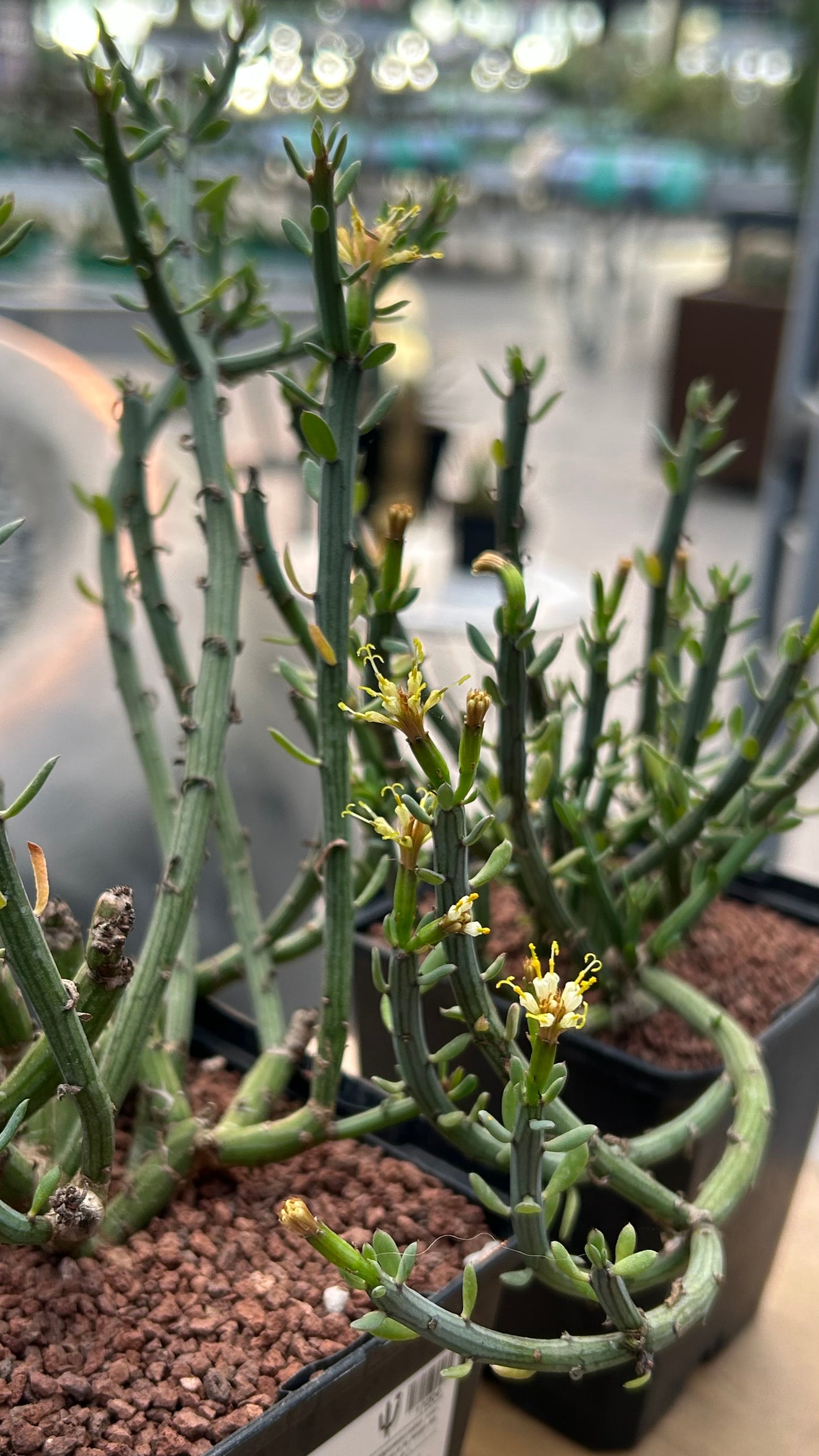 Senecio longiflorus