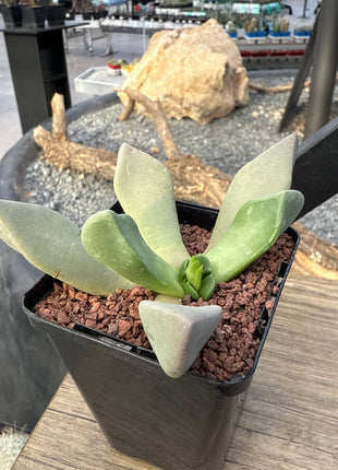 Cerochlamys pachyphylla