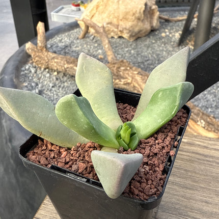 Cerochlamys pachyphylla