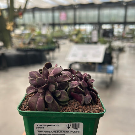 Anacampseros Lebenslauf. Sonnenaufgang