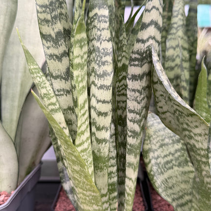 Dracaena  ‘Zeylanica’