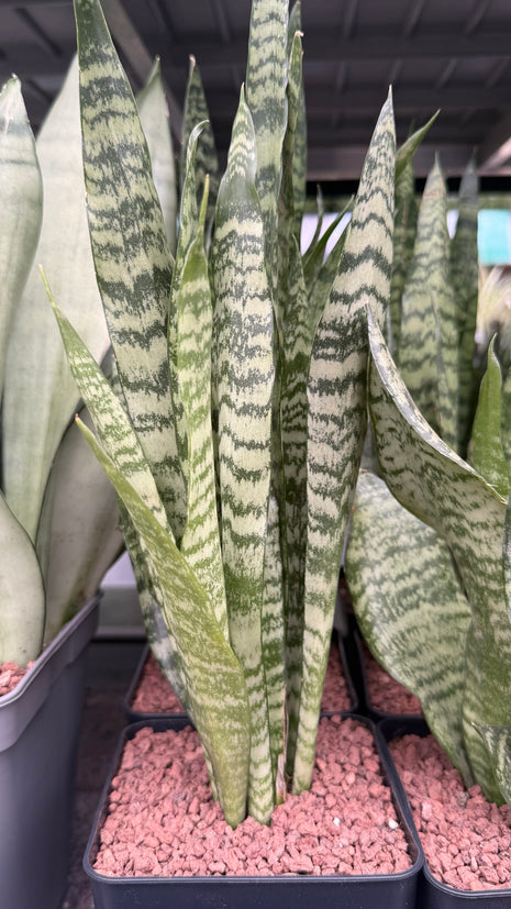 Dracaena  ‘Zeylanica’