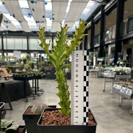 Euphorbia trigona ‘Mint cream’