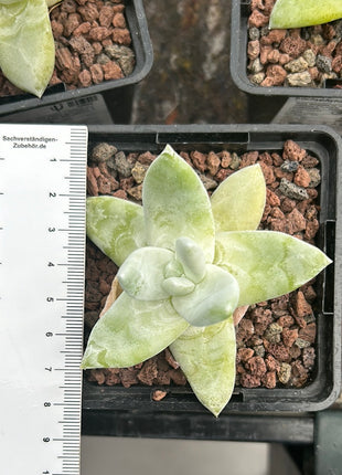 Dudleya pachyphytum "chalk immortelle"