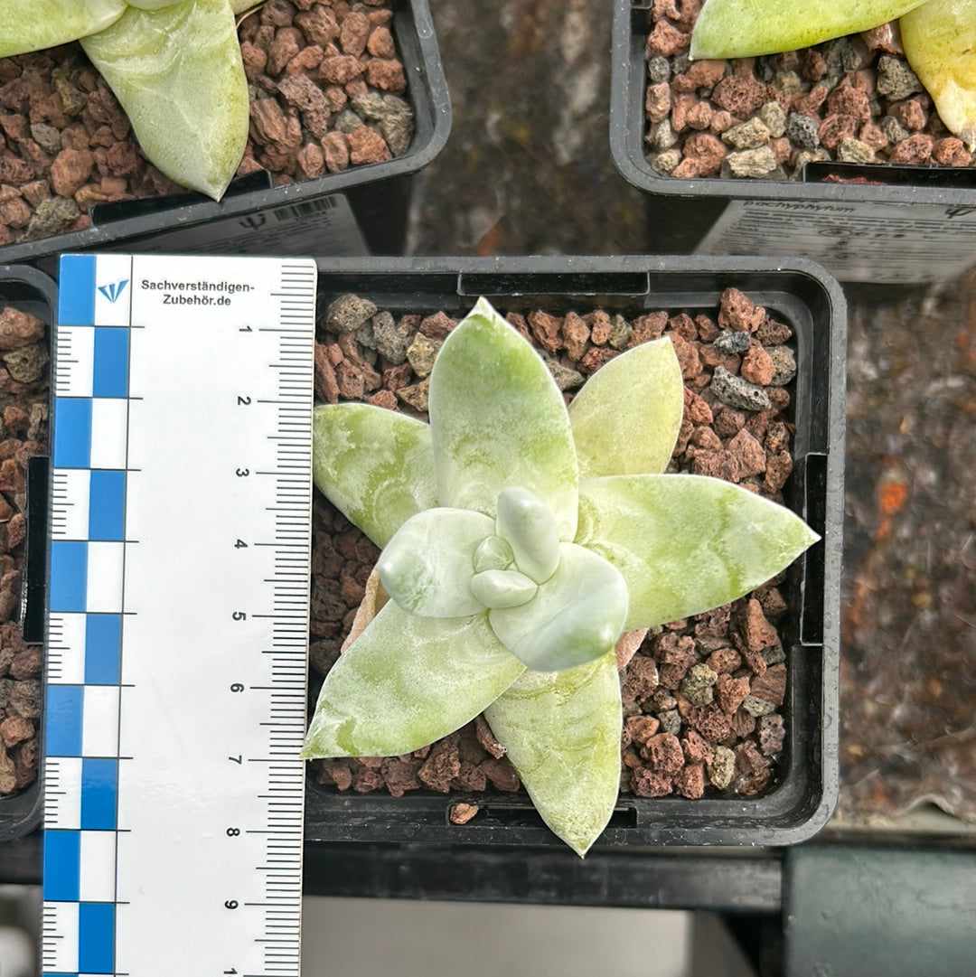 Dudleya pachyphytum