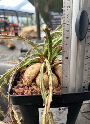 Euphorbia knuthii