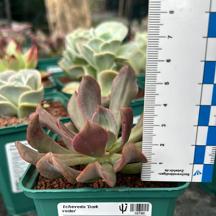 Echeveria 'Dark Vader'