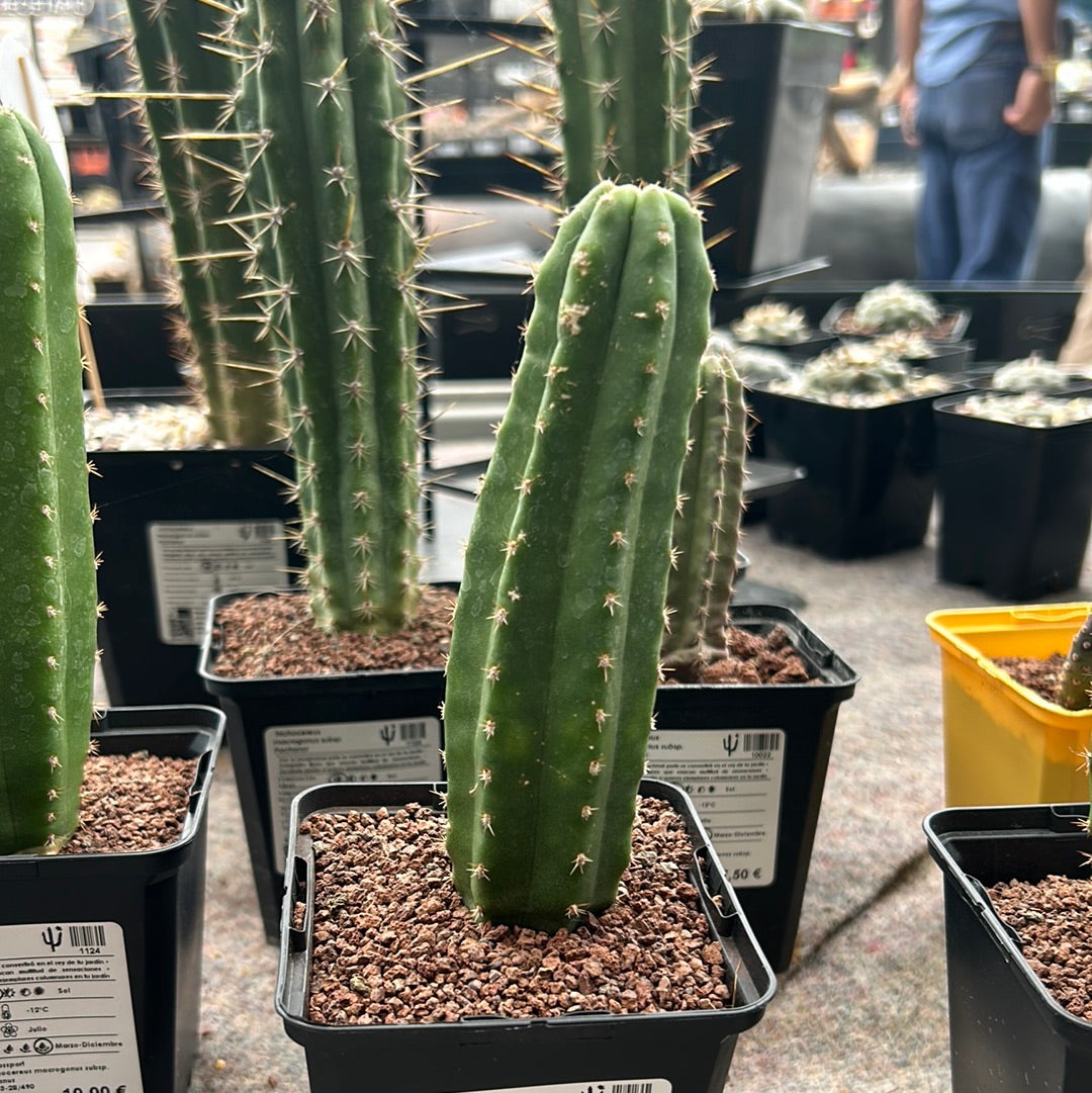 Trichocereus macrogonus subsp. pachanoi (Echinopsis pachanoi) "San Pedro Cactus"