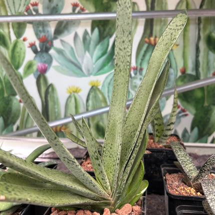 Gasteria bicolor 'Ja'