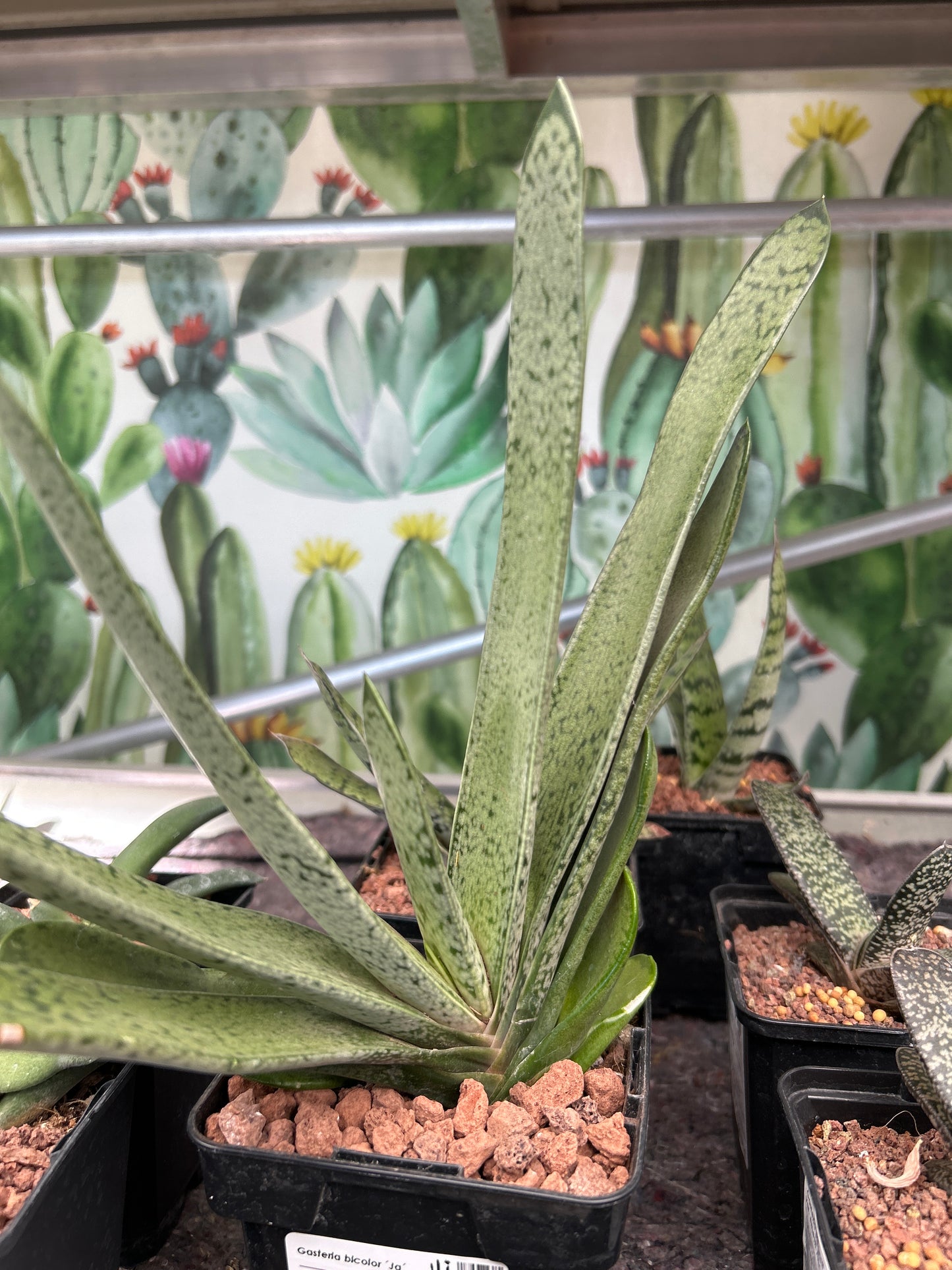 Zweifarbige Gasteria 'Ja'