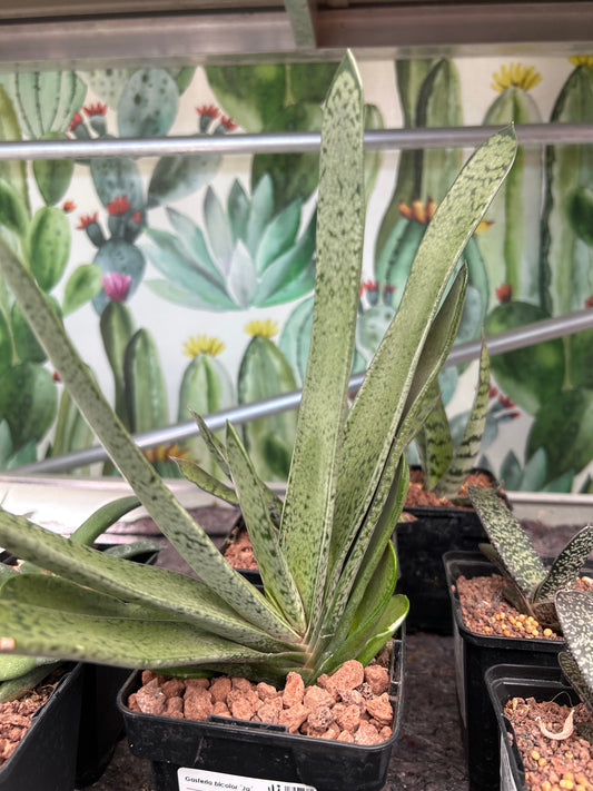 Gasteria bicolor ‘Ja’