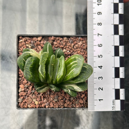 Haworthia truncata f. variegate