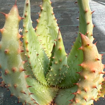 Aloe ferox