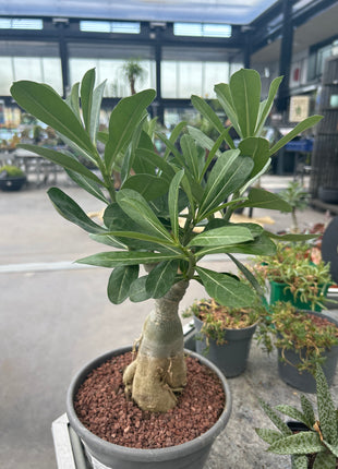 Adenium obesum multiflorum