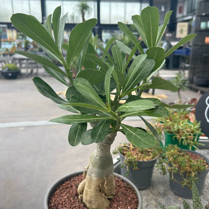 Adenium obesum multiflorum