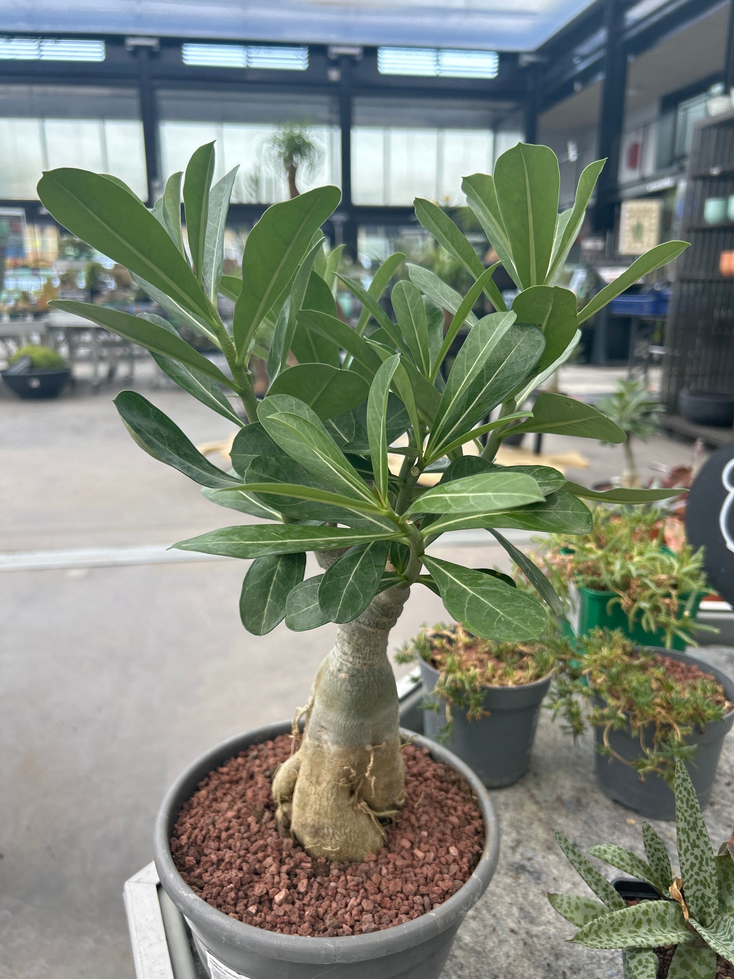 Adenium obesum multiflorum