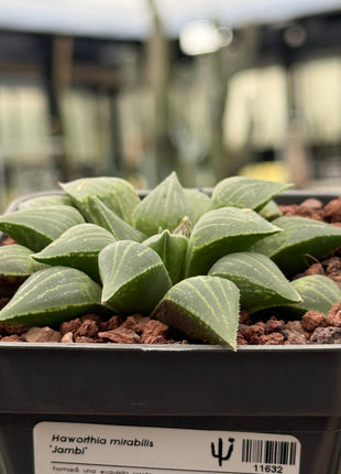 Haworthia mirabilis 'Jacubi'