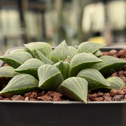 Haworthia mirabilis ‘Jacubi’