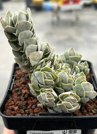 Crassula pangolin