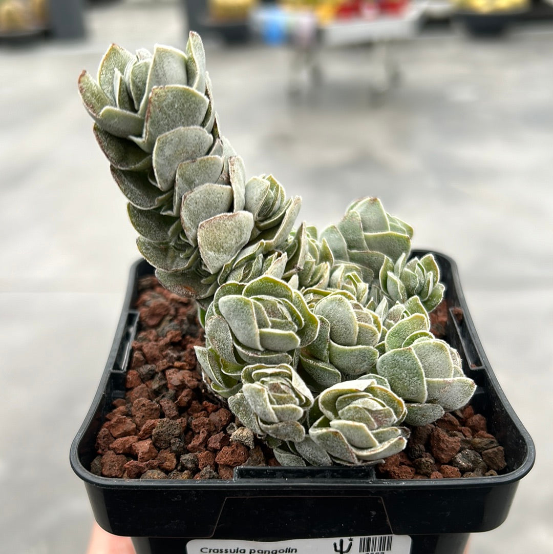 pangolin succulent Crassula pangolin – DesertSTORE.es