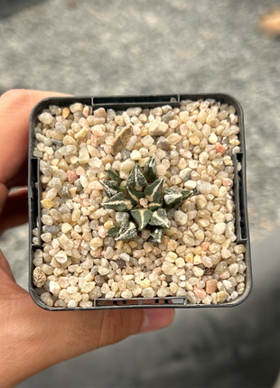 Ariocarpus kotschoubeyanus elephantidens MMR10 Beautiful view