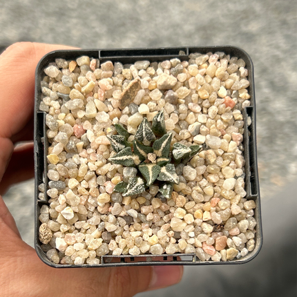 Ariocarpus kotschoubeyanus elephantidens MMR10 Beautiful view