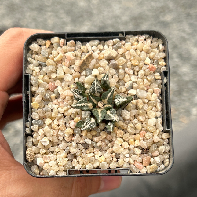 Ariocarpus kotschoubeyanus elephantidens MMR10 Vista hermosa