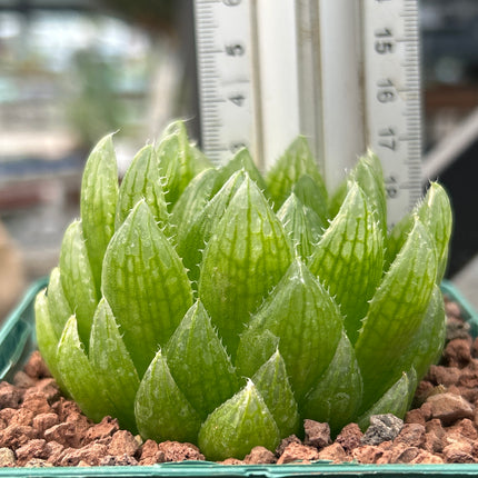 Haworthia 'Led Mutant'