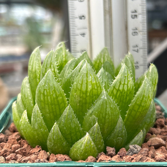 Haworthia 'Led Mutant'