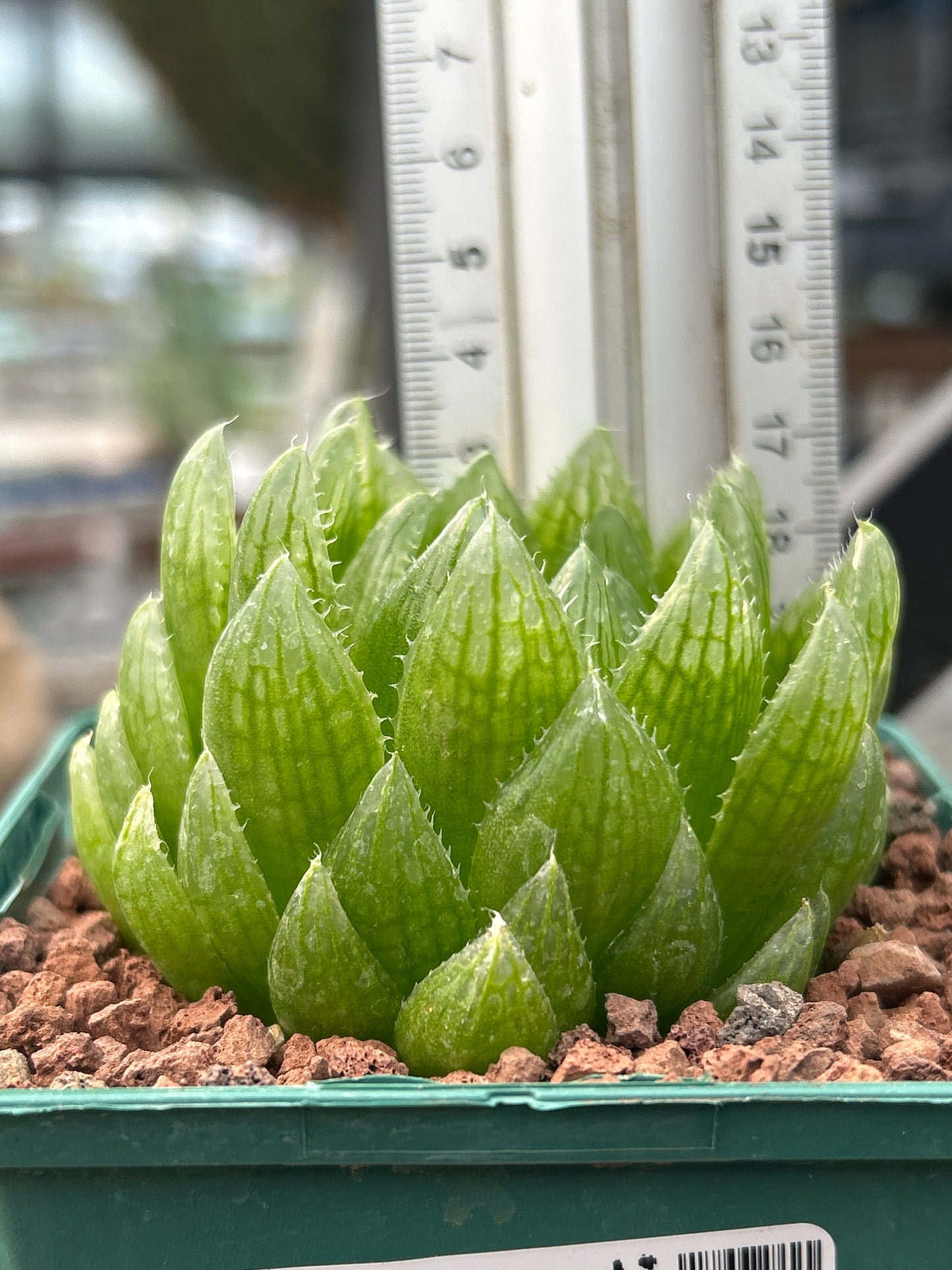 Haworthia 'Led Mutant'