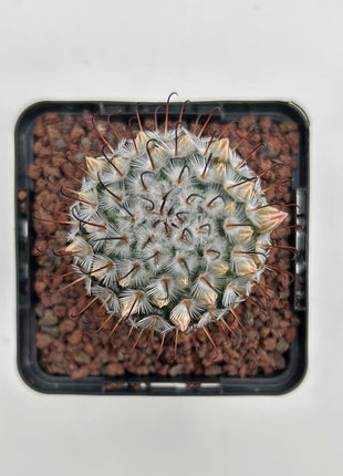 Mammillaria perezdelarosae