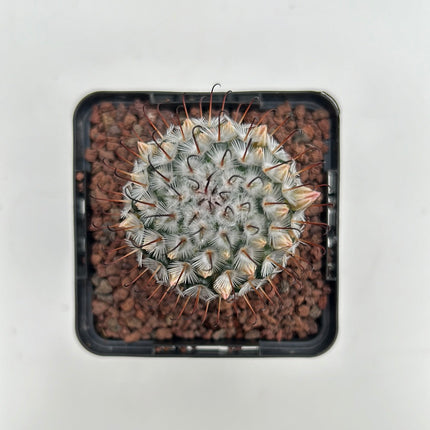 Mammillaria perezdelarosae