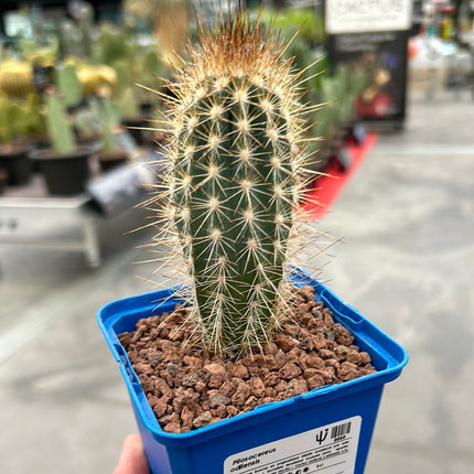 Pilosocereus odilensis
