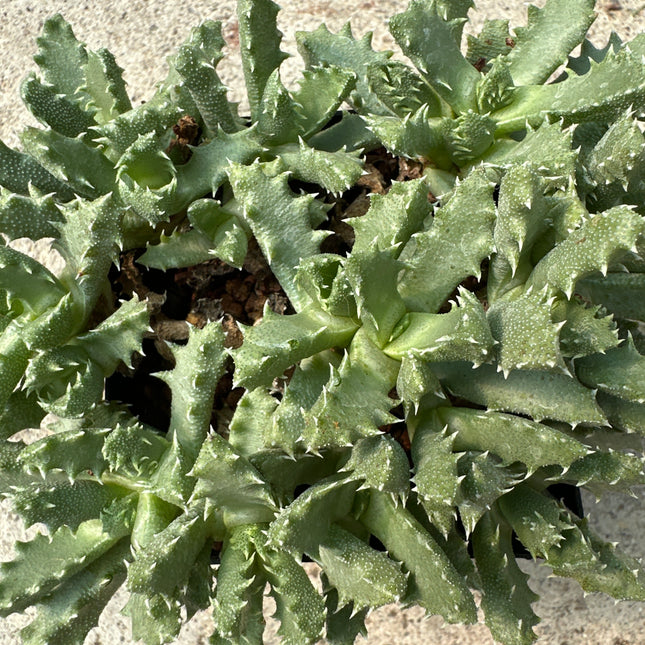 Odontophorus marlothii | Dedos dentados de Namaqualand