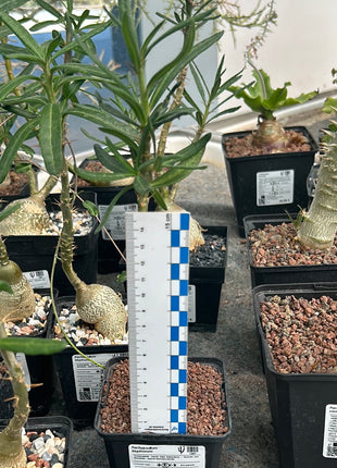 Pachypodium bispinosum