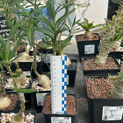 Pachypodium bispinosum