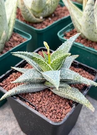 Aloe descoingsii