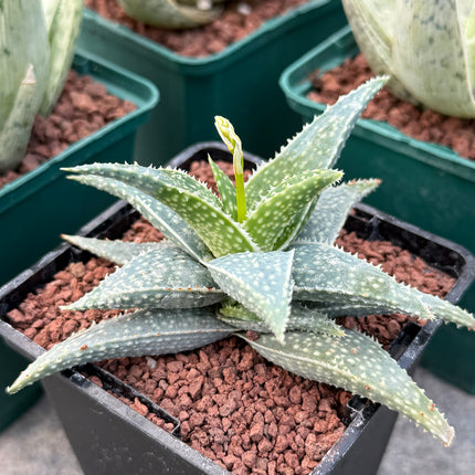 Aloe descoingsii
