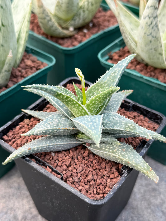 Aloe descoingsii