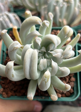 Echeveria runyonii